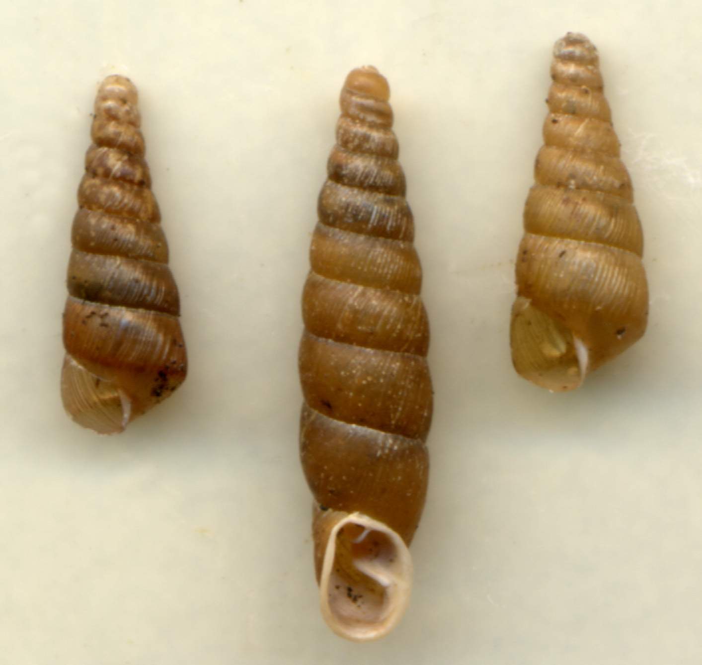 Cochlodina (Procochlodina) kuesteri (Rossmssler, 1836)